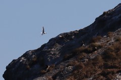 Sula leucogaster brewsteri