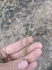 Digitaria nuda