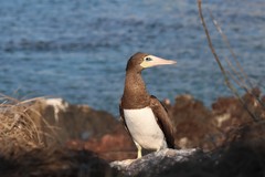 Sula leucogaster brewsteri