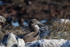 Sula leucogaster brewsteri