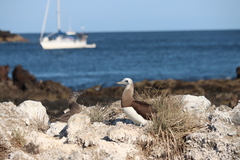 Sula leucogaster brewsteri