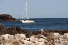 Sula leucogaster brewsteri