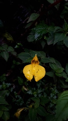 Impatiens rubricaulis