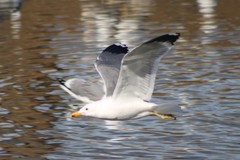 Larus californicus