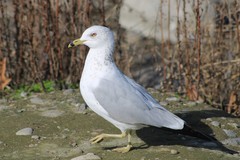 Larus delawarensis