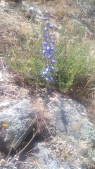 Delphinium parryi