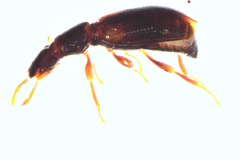 Orchymontiinae