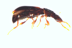 Orchymontiinae