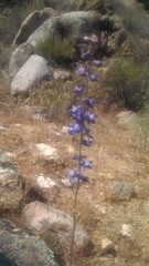 Delphinium parryi