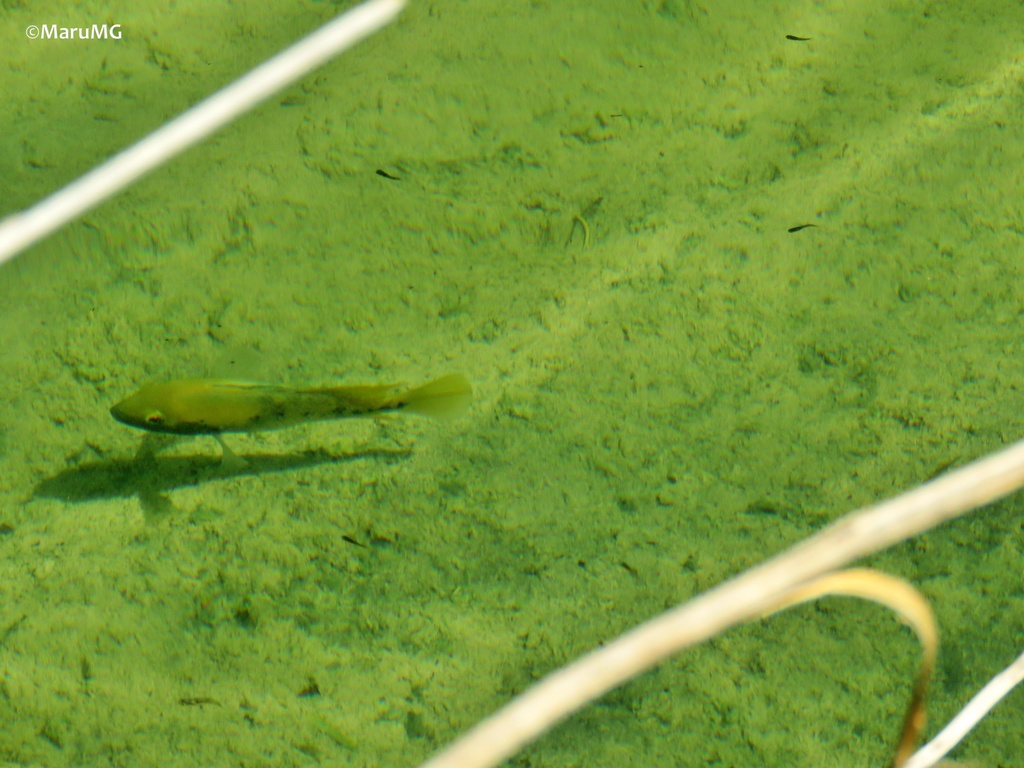 Curve cichlid (Nosferatu labridens) — Cichlidae