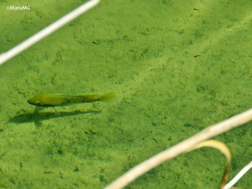 Curve cichlid (Nosferatu labridens) — Cichlidae