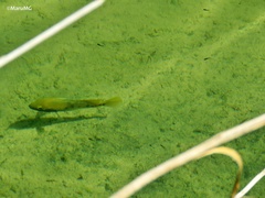 Herichthys labridens