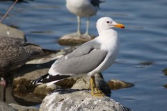 Larus californicus