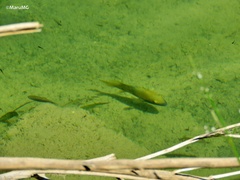 Herichthys labridens