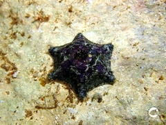 Meridiastra occidens