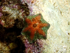 Meridiastra occidens