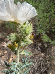 Argemone pleiacantha