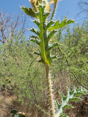 Argemone pleiacantha