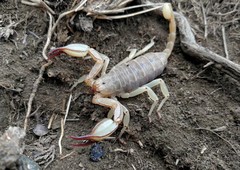 Scorpiops luridus