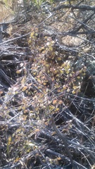 Thysanocarpus curvipes