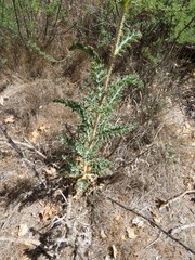 Argemone pleiacantha