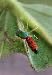 Cosmophasis valerieae