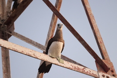 Sula leucogaster brewsteri