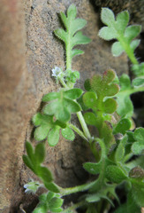 Nemophila pedunculata