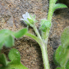 Nemophila pedunculata