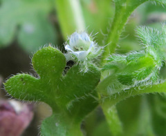 Nemophila pedunculata