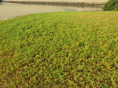 Sesuvium portulacastrum