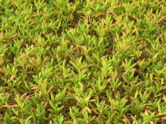 Sesuvium portulacastrum