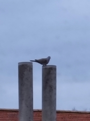 Streptopelia decaocto