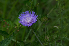 Stokesia laevis