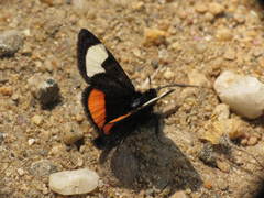 Psychomorpha epimenis