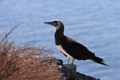 Sula leucogaster brewsteri