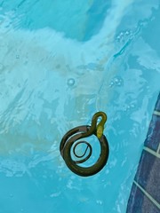 Dendroaspis angusticeps