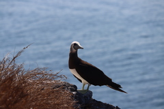 Sula leucogaster brewsteri