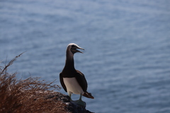 Sula leucogaster brewsteri