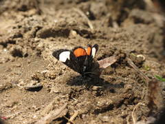Psychomorpha epimenis