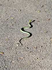 Dendroaspis angusticeps