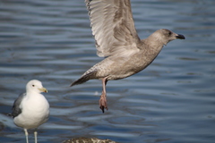Larus glaucescens