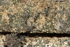 Iridomyrmex mayri