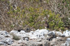 Sula leucogaster brewsteri