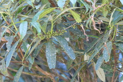 Xylosma longifolia