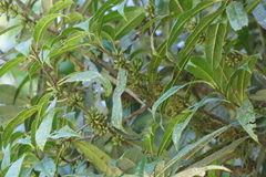 Xylosma longifolia