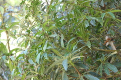 Xylosma longifolia