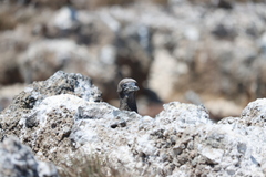 Sula leucogaster brewsteri