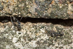 Iridomyrmex mayri