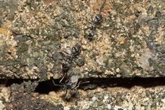 Iridomyrmex mayri